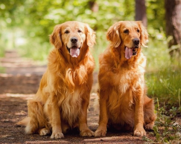 Chó Golden Retriever