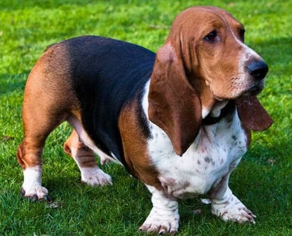 Chó Basset Hound