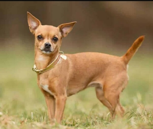 ​Chó Chihuahua
