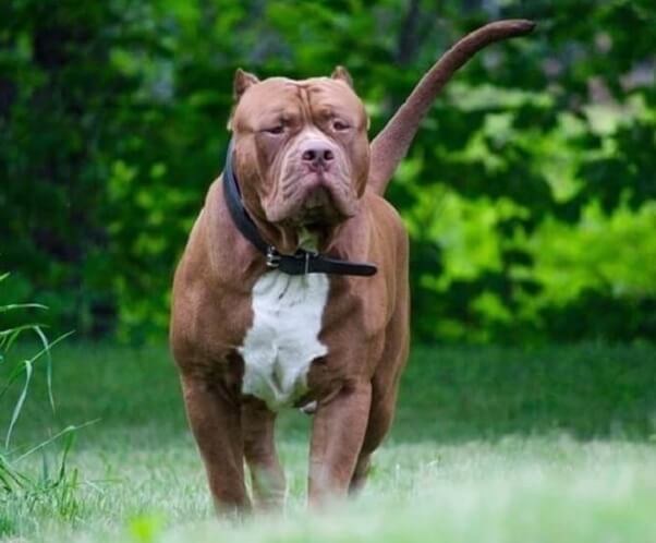 Chó Pit Bull