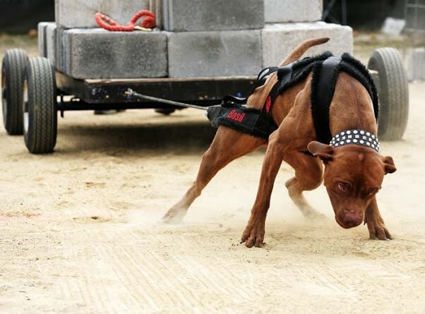 Cải thiện kỹ năng bán hàng với “Sales Dog” của Blair Singer