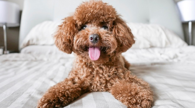 Chó Poodle